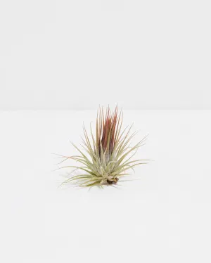 Ionantha Guatemala Air Plant