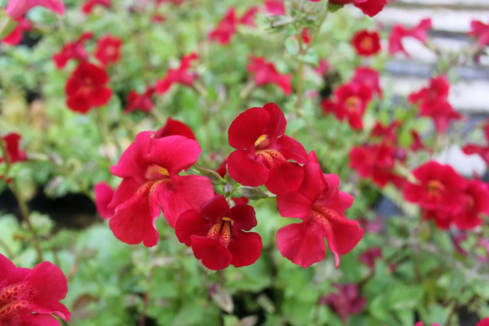 Roter Kaiser (Mimulus cupreus 'Red Emperor')