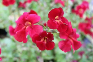 Roter Kaiser (Mimulus cupreus 'Red Emperor')