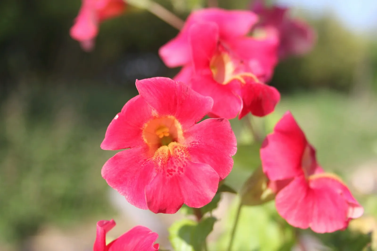 Roter Kaiser (Mimulus cupreus 'Red Emperor')